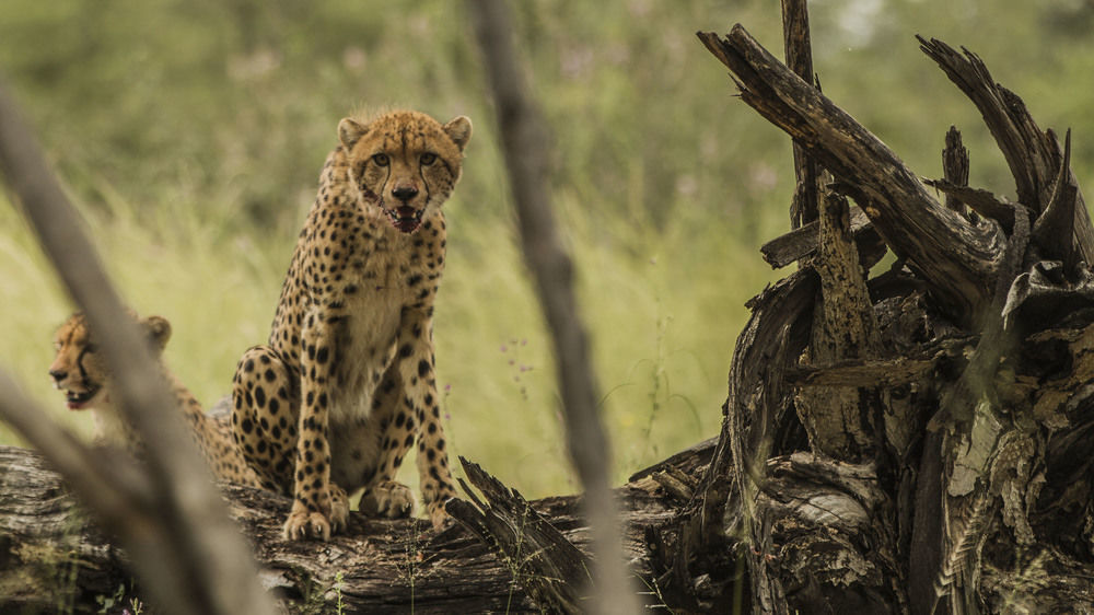 Nambwa Tented Lodge Kongola ภายนอก รูปภาพ